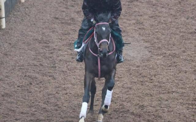 ミスエーニョの2022(ショウナンザナドゥ)など、先週の入厩情報/栗東トレセンニュース