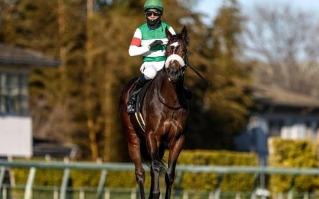 【スプリングS予想オッズ】シックスペンスが予想1番人気