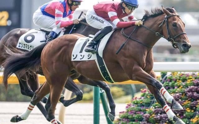 【ファルコンS予想オッズ】ソンシが予想1番人気