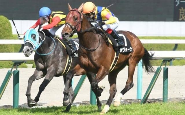 【阪神大賞典出走馬・騎手確定】サヴォーナ＆池添謙一騎手、ブローザホーン＆菅原明良騎手など15頭