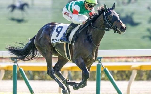 【フラワーC出走馬・騎手確定】カニキュル＆戸崎圭太騎手、カンティアーモ＆C.ルメール騎手など12頭