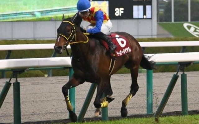 【阪神大賞典】売上は71億3367万6800円で昨年より約9.3億円増加