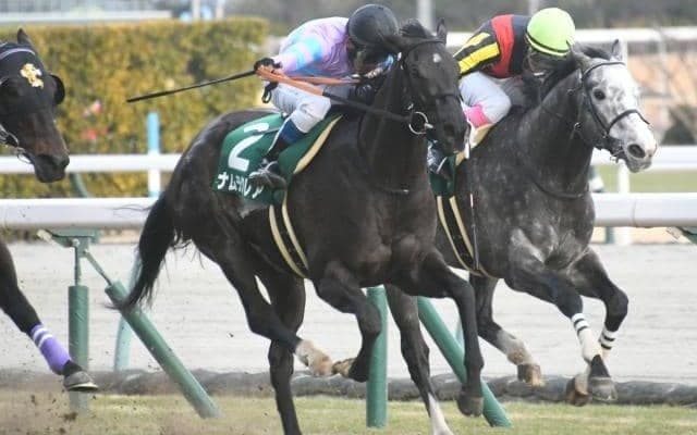 【高松宮記念枠順確定】ナムラクレアは2枠3番、ルガルは3枠6番