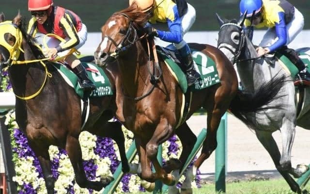 【日経賞枠順確定】ボッケリーニは8枠9番、マイネルウィルトスは5枠5番