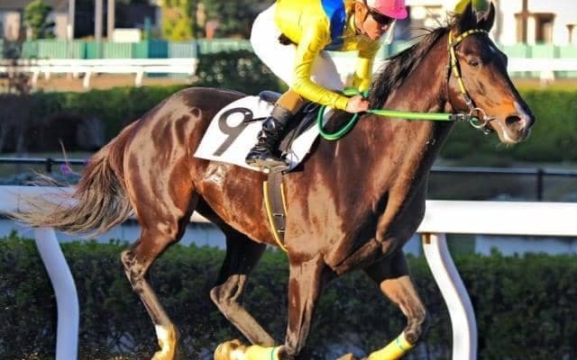 千葉ロッテマリーンズ・吉井理人監督の愛馬リジン JRAへの転入初戦を快勝/阪神8R