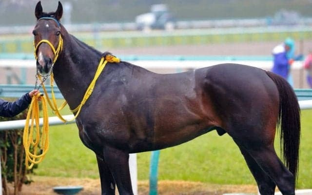 【阪神8R】ロッテ・吉井監督所有・リジンが地方からの転入初戦でJRA初勝利