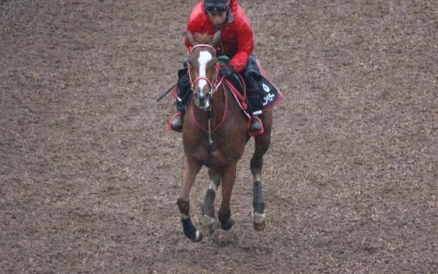 シンエンペラーなど、先週の入厩情報/栗東トレセンニュース