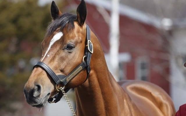 新種牡馬レッドルゼル 試験交配もスムーズにこなす