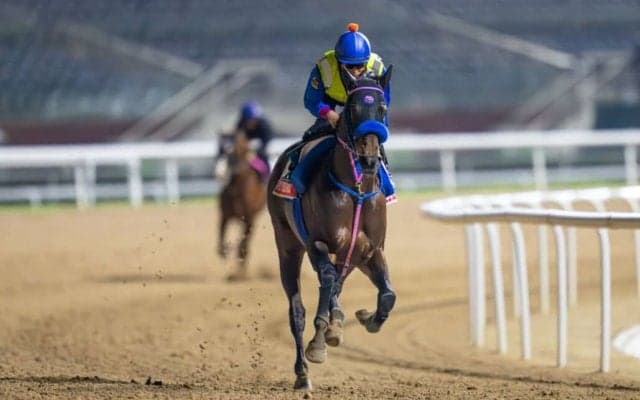 【ドバイWCデー】原優介「欲しい枠引けた」ウィルソンテソーロなど日本馬近況