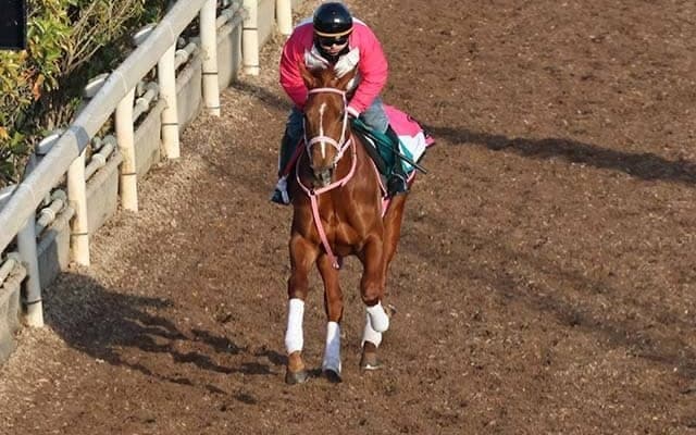 エピックラヴの2022(ラヴァブル)など、先週の入厩情報/栗東トレセンニュース