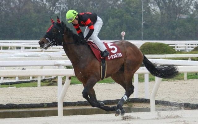 【菊水賞】オーシンロクゼロが無傷の4連勝…玉垣師「力強く走れる」
