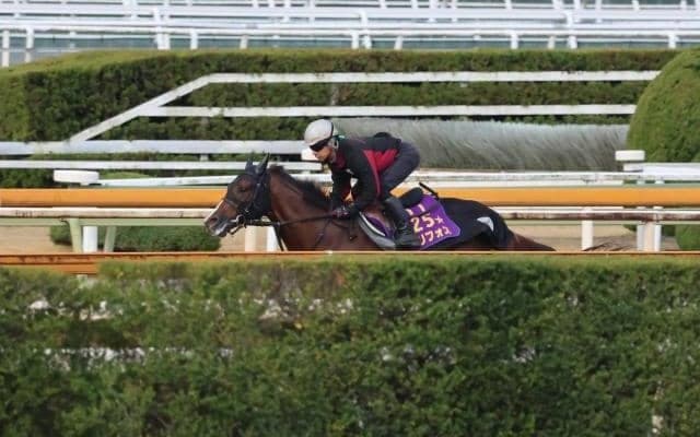 セリフォス、マイラーズC2週前追い切り速報/栗東トレセンニュース