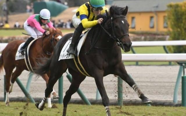 【阪神牝馬S枠順確定】マスクトディーヴァは1枠1番、ドゥアイズは6枠7番