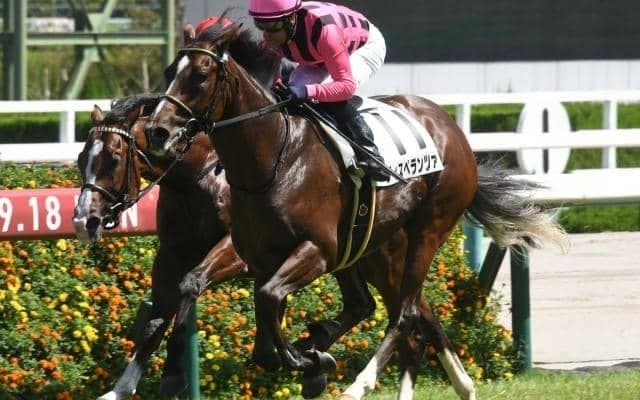 【アーリントンC予想オッズ】ディスペランツァが予想1番人気