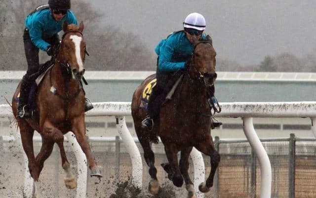 JRAブリーズアップセール上場予定の53頭が騎乗供覧 日高育成牧場で展示会