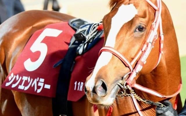 史上初となる外国産馬の皐月賞制覇なるか 15頭目の挑戦者は世界的良血馬シンエンペラー