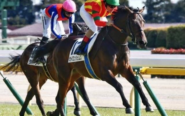 母はオークス馬シンハライト ダービー目指すセイロンジェムズがデビュー2連勝狙う