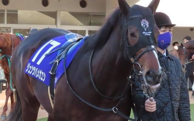 豪G1馬の半弟が1年ぶり復帰戦 仕上がりも悪くなく