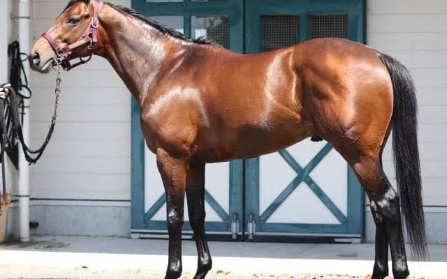 「マッドクールの進化に匹敵」 充実ぶり目立つ今ならマイラーズCで大物食いも