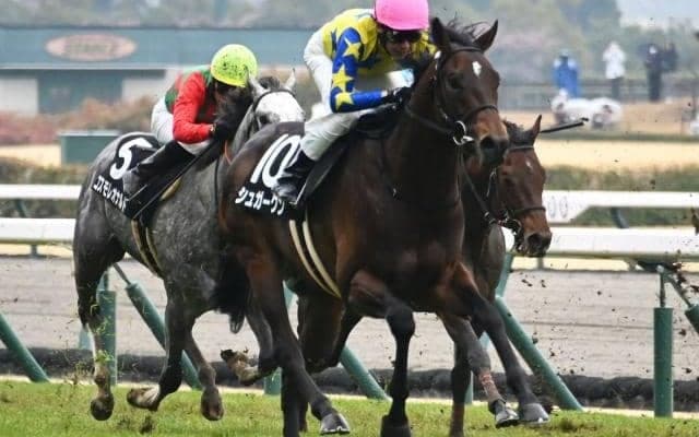 【青葉賞枠順確定】シュガークンは4枠7番、トロヴァトーレは8枠17番