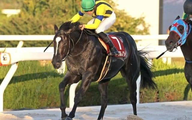 【園田・兵庫CS枠順】今年から3歳短距離王者決定戦にリニューアル 距離短縮で巻き返し期すイーグルノワールは5枠5番