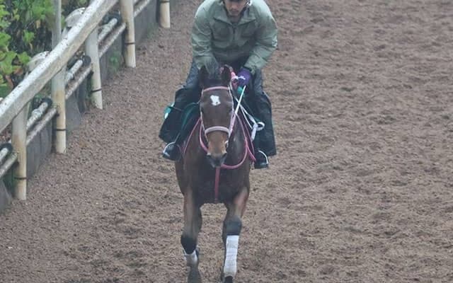 キャッスルレイクなど、先週のゲート試験/栗東トレセンニュース