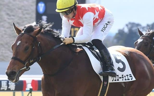 【京都新聞杯予想オッズ】ヴェローチェエラが予想1番人気