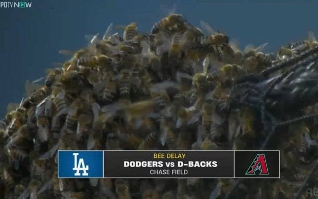 大谷翔平の試合で蜂が大量発生！ 予期せぬ遅延アクシデントにスタジアムが神対応「Let It Be」のBGMにネット喝采 「大谷“蜂”号ホームランを」の声 