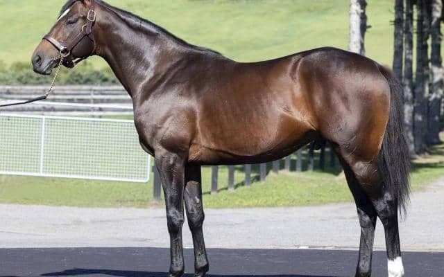 レッドベルジュールがフレッシュマンサイアーの一番星に わずか3戦で現役引退した重賞ウイナー