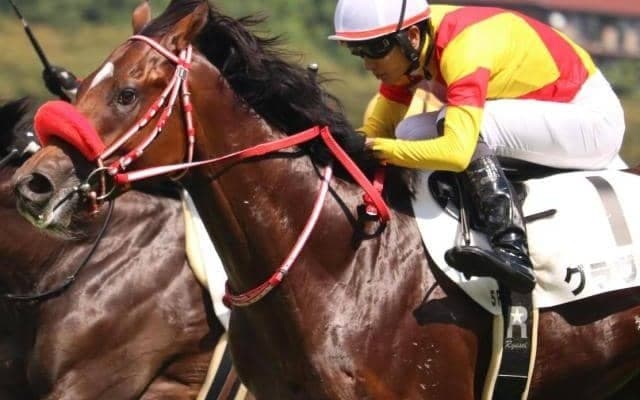 矢作厩舎ゆかりの超良血馬 3きょうだい重賞制覇へ勝負の格上挑戦