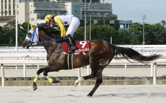 【園田・兵庫大賞典】タイガーインディが断然の支持に応える…廣瀬「緊張しました」