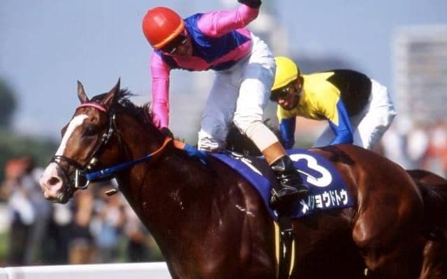 「メイショウドトウ、28歳の春」 開腹手術から回復、夢中で草を食む毎日