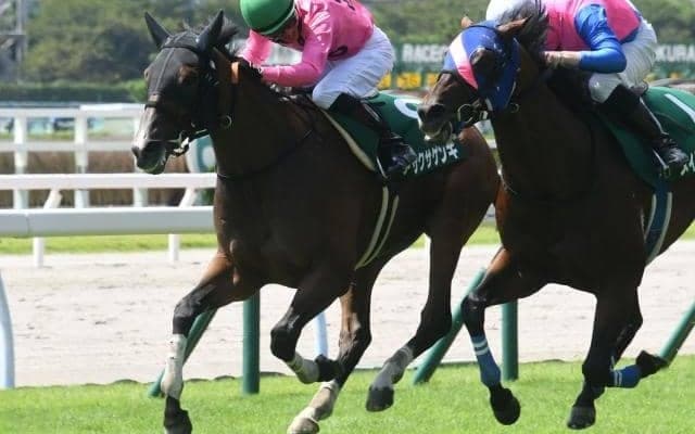 【京都HJ予想オッズ】アサクサゲンキが予想1番人気