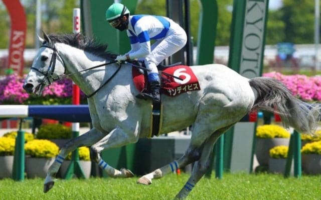 【京都ハイジャンプ】サンデイビスが障害重賞初制覇