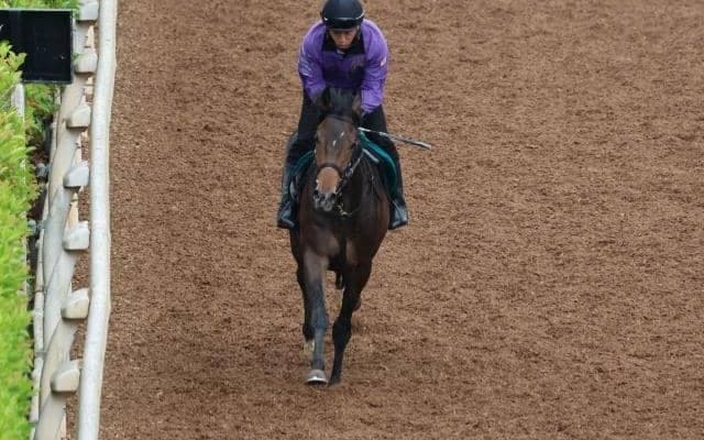 ベルダムの2022(サトノブリジャール)など、先週の入厩情報/栗東トレセンニュース