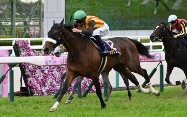【オークス枠順確定】ステレンボッシュは4枠7番、スウィープフィートは7枠13番