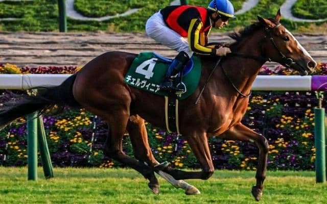 東京芝はハービンジャー産駒が好調 チェルヴィニアの巻き返しに期待だ！