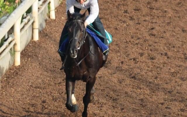 ライジングクロスの2022(クロワデュノール)など、先週の入厩情報/栗東トレセンニュース