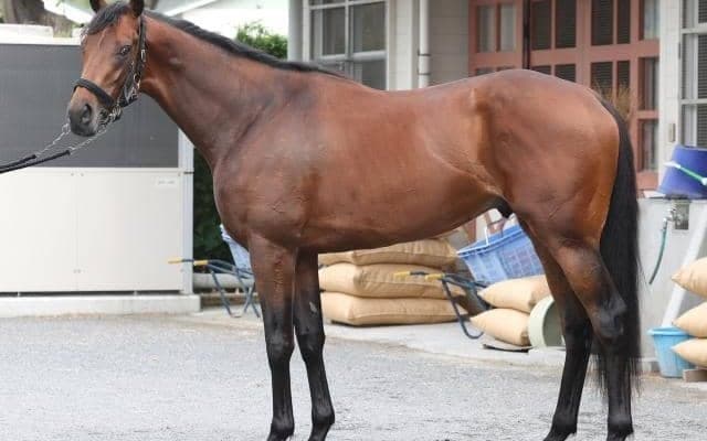 「例えるならキングカメハメハ」 日本ダービー制覇へ仕上がり万全な一頭とは？