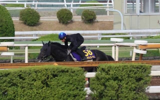 ステラヴェローチェ、安田記念1週前追い切り速報/栗東トレセンニュース