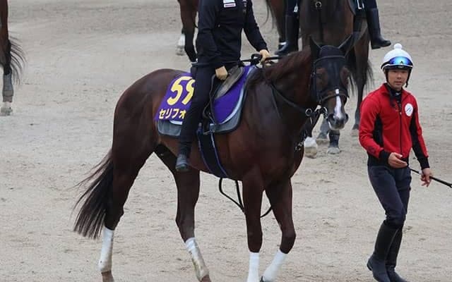 セリフォス、安田記念1週前追い切り速報/栗東トレセンニュース