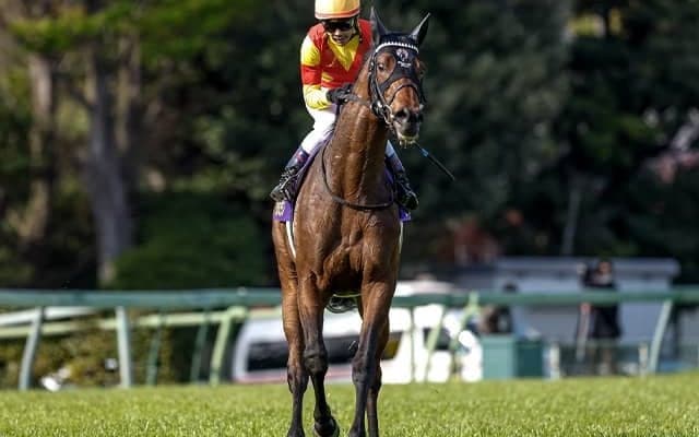 友道厩舎の日本ダービーは「3-0-0-10」ジャスティンミラノを買うなら頭固定？