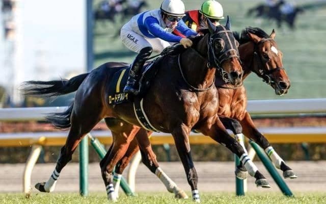 【鳴尾記念見どころ】充実一途ロードデルレイの3連勝に期待