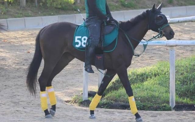 西の開幕戦は京都芝1600m セレクト高額取引馬などが集うレベル高い一戦に/関西馬メイクデビュー情報