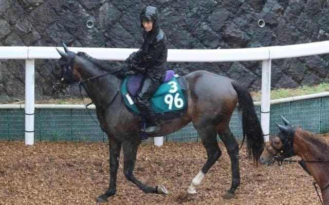 ダンスアミーガの2022(カムニャック)など、先週の入厩情報/栗東トレセンニュース