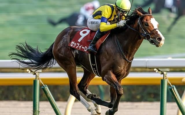 昨年のアルゼンチン共和国杯覇者ゼッフィーロが抹消 今後は乗馬に