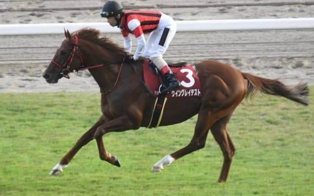 【函館SS想定馬・騎手】ウイングレイテスト、サウザンサニーなど23頭