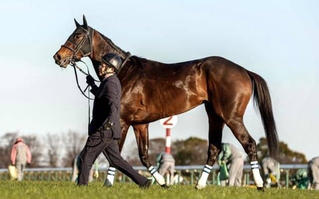 【今日の注目ポイント】京都で鳴尾記念 東西で2歳新馬戦がスタート