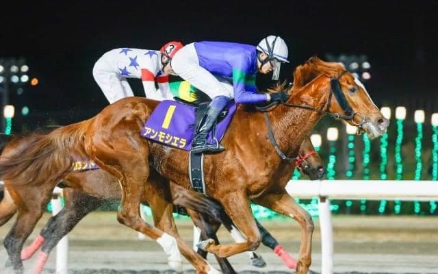 【大井・東京ダービー枠順】1着賞金1億円を争う砂の3歳王者決定戦 羽田盃2着アンモシエラは4枠7番