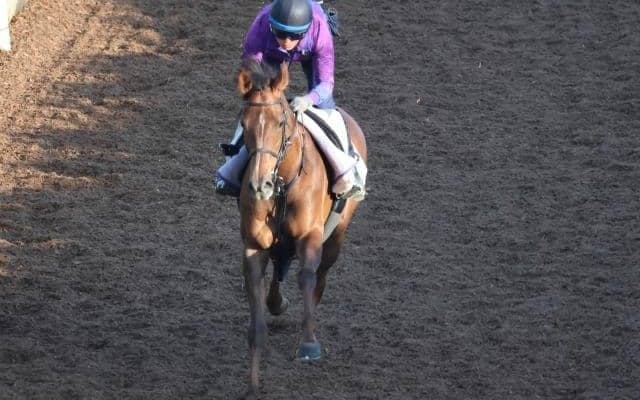 ピンハイなど、先週の入厩情報/栗東トレセンニュース